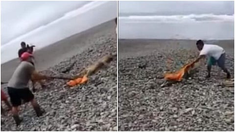 ഇതെന്താ മായയോ?; വെറും ഒരു ടവല് ഉപയോഗിച്ച് ഭീമന് മുതലയെ പിടിച്ചുകെട്ടി യുവാവ്, കയ്യടി ( വീഡിയോ)