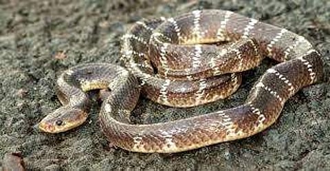 പ്രതീകാത്മക ചിത്രം