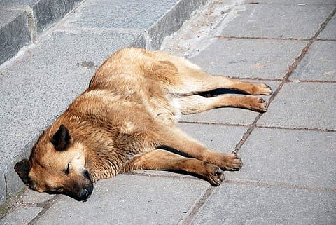വീടിന് മുന്നില് നിന്ന് നിര്ത്താതെ കുരച്ചു; തെരുവ് നായയെ വെടിവച്ചു കൊല്ലാന് ശ്രമം; ഡോക്ടര് അറസ്റ്റില്