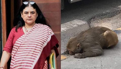 അവശനായ കുരങ്ങിനു വേണ്ടി സഹായ അഭ്യര്ഥന, ഉടനെ വാഹനം അയച്ച് മേനകാ ഗാന്ധി; കൈയടി