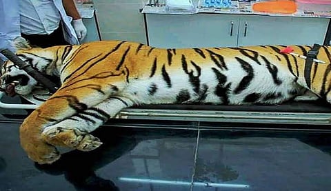 നരഭോജി കടുവയെ കൊന്നതിന്റെ വാര്ഷികം: വെടിവെച്ചവരെ ആദരിച്ച് ഗ്രാമീണര്, വന്യമൃഗങ്ങള്ക്ക് വേണ്ടി പ്രാര്ത്ഥനയുമായി മൃഗസ്നേഹികള്