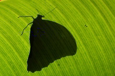 പ്രതി ഒളിവില്: മലയത്ത് അപ്പുണ്ണി എഴുതിയ കവിത