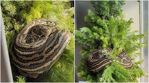 ബാല്ക്കണിയില് ഒരുക്കിയത് സ്റ്റൈലന് ക്രിസ്മസ് ട്രീ; പതുങ്ങിയിരുന്ന് പത്തടി നീളമുള്ള കൂറ്റന് പെരുമ്പാമ്പ്