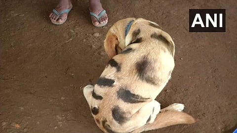 പട്ടിയെ പെയിന്റടിച്ച് കടുവയാക്കി; ഒരു ഗ്രാമം മുഴുവന് ഏറ്റെടുത്തു, ഈ ഐഡിയക്ക് പിന്നില് ഒരു കഥയുണ്ട്...