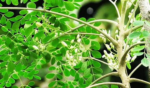 മുരിങ്ങയില ഉണക്കിപ്പൊടിച്ചതിന് കിലോയ്ക്ക് 10,000 രൂപ, വില കുത്തനെ ഉയര്ന്നു