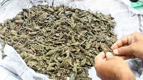 cannabis seized in angamali