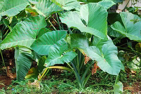 ചേമ്പിലയാണ് ചൊറിയുമെന്ന് പറയാന് വരട്ടേ..., ഗുണങ്ങളേറെയുണ്ട്