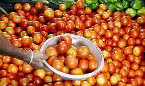 തക്കാളിക്ക് കിലോയ്ക്ക് ഒരു രൂപ; ലോഡ് കണക്കിന് റോഡില് തള്ളി കര്ഷകരുടെ പ്രതിഷേധം