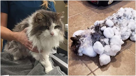 കുറുമ്പുകാട്ടി പുറത്തിറങ്ങി; മഞ്ഞില് പുതഞ്ഞ് പൂച്ചക്കുട്ടി; മണിക്കൂറുകള് നീണ്ട പരിശ്രമം, ജീവന് തിരിച്ചുകിട്ടി