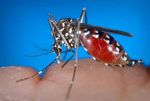 എന്താണ് വെസ്റ്റ് നൈല് പനി? ലക്ഷണങ്ങള് എന്തൊക്കെ? ശ്രദ്ധിക്കേണ്ട കാര്യങ്ങള്