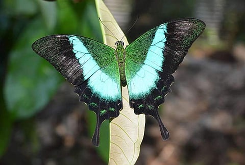 ബുദ്ധമയൂരി സംസ്ഥാനത്തിന്റെ ഔദ്യോഗിക ചിത്രശലഭമായി; ഗസറ്റ് വിജ്ഞാപനം പുറത്തിറങ്ങി