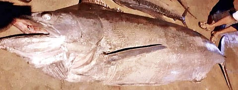 അത്ഭുതക്കാഴ്ചയായി ഓലക്കൊടിയൻ മീൻ; തൂക്കം 500 കിലോ; ലേലത്തിൽ പോയത് 35,000 രൂപയ്ക്ക്