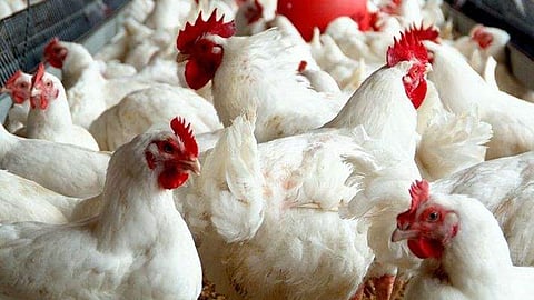 സംസ്ഥാനത്ത് ഇറച്ചി കോഴി വില കുതിക്കുന്നു; 180 കടന്നു; ഇനിയും വര്ധിക്കുമെന്ന് റിപ്പോര്ട്ടുകള്
