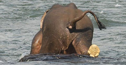 പാപ്പാന്മാരോട് പിണങ്ങി ആന നടന്നത് കിലോമീറ്ററുകള്, പിന്നെ പെരിയാറില് നീന്തിക്കുളിയും