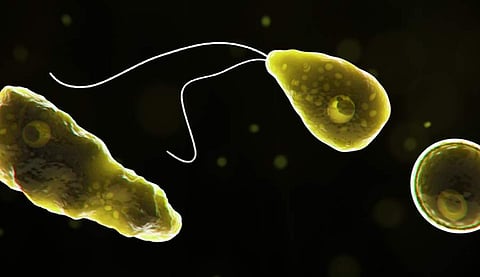 മലപ്പുറത്ത് പത്തുവയസ്സുകാരി മരിച്ചത് തലച്ചോര് തിന്നുന്ന നെഗ്ലേറിയ ഫൗലെറി രോഗം കാരണം; അറിഞ്ഞിരിക്കാം വൈറസിനെപ്പറ്റി