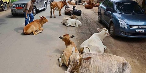 ബൈക്ക് പശുവിനെ ഇടിച്ചു; യാത്രികനെ പശു കുത്തിക്കൊന്നു
