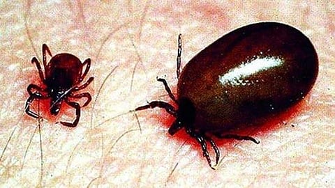 കോഴിക്കോട് ചെള്ള് പനി സ്ഥീരികരിച്ചു; മുന്നറിയിപ്പ്; ജാഗ്രത