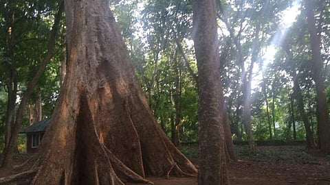 വനഭൂമിയില് നിന്ന് തേക്കു മരങ്ങള് മുറിച്ചു മാറ്റാന് വനം വകുപ്പിന്റെ ആലോചന, പകരം സ്വാഭാവിക വനം വളര്ത്തും