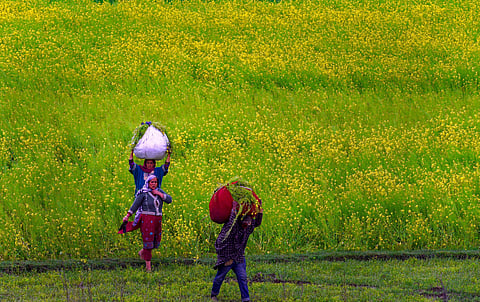 വേരുപിടിക്കാത്ത കശ്മീര് മരങ്ങള്: ഷീബ ഇകെ എഴുതുന്നു