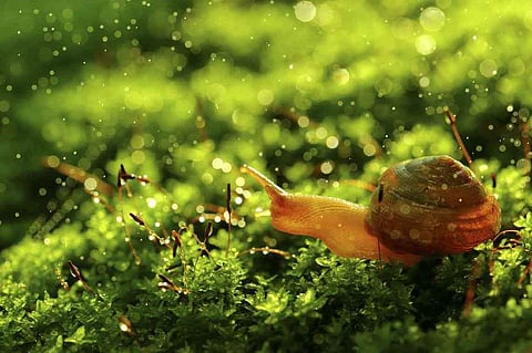 രണ്ട് കവിതകള്: പ്രസന്ന വര്മ്മയുടെ കവിതകള്