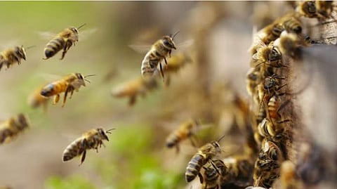 കടന്നൽ കുത്തേറ്റു മരണപ്പെട്ടാലും നഷ്ടപരിഹാരം; ആശ്രിതർക്ക് 2,00,000 രൂപ