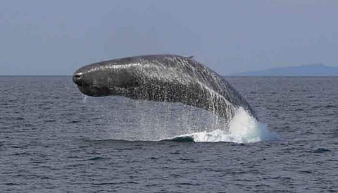 തിമിംഗലം ഛര്ദ്ദിച്ച 1.7 കോടിയുടെ ആമ്പര്ഗ്രീസ് വില്ക്കാനെത്തിയവര് അറസ്റ്റില്