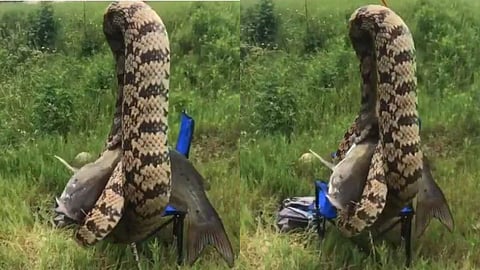 ഒരു വെടിക്ക് രണ്ടുപക്ഷി.., വമ്പൻ കോളെന്ന് കരുതി ആഞ്ഞുവലിച്ചു; ചൂണ്ടയിൽ കൊരുത്ത 'കോളു' കണ്ട് യുവാവ് ഞെട്ടി ( വീഡിയോ)