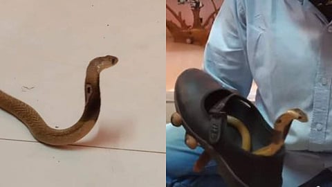 വിദ്യാര്ത്ഥിനിയുടെ ഷൂസിനുളളില് മൂര്ഖന് കുഞ്ഞ്, പരിഭ്രാന്തി; വീഡിയോ പങ്കുവച്ച് വാവ സുരേഷ്