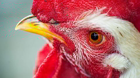 വളർത്തുകോഴി കൊത്തി, രക്തസ്രാവം നിയന്ത്രണാതീതമായി; വൃദ്ധയ്ക്ക് ദാരുണാന്ത്യം