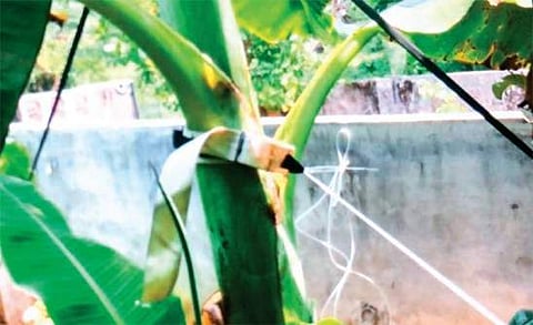 കാറ്റടിച്ചാലും വാഴ വീഴില്ല, കണ്ടെത്തലിന് പേറ്റന്റ് സ്വന്തമാക്കി കുസാറ്റ്