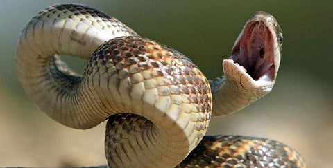 വീട്ടിൽ ക്വാറന്റീനിൽ കഴിഞ്ഞ കുഞ്ഞിനെ പാമ്പുകടിച്ചു, രക്ഷകനായത് അയൽവാസി; തൊട്ടുപിന്നാലെ കുഞ്ഞിന് കോവിഡ് സ്ഥിരീകരിച്ചു