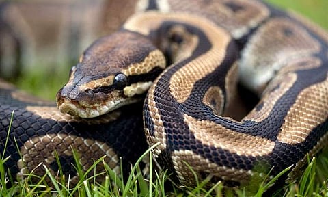 പ്രതീകാത്മകചിത്രം