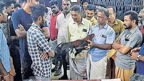 കോഴിപ്പോര് സംഘത്തെ ഓടിച്ചിട്ടു പിടിച്ച് പൊലീസ് ; എട്ട് പോരുകോഴികള് വലയില്, സ്റ്റേഷനില് ലേലം ; ലഭിച്ചത് 16,600 രൂപ