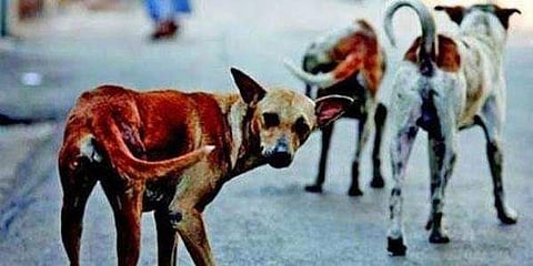 കൊറോണ മനുഷ്യരില് എത്തിയത് തെരുവു നായ്ക്കളില്നിന്ന്? ; വവ്വാലുകളില്നിന്നു വൈറസ് പടര്ന്നത് നായ്ക്കളിലേക്കാവാമെന്ന് പഠനം