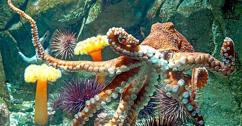 നീരാളി- ഫയല് ചിത്രം