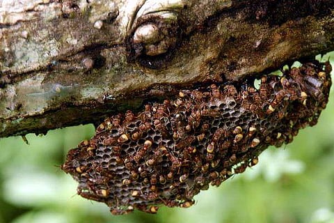 റോഡിലേക്ക് കടന്നല്ക്കൂട് ഇളകി വീണു, കുത്തേറ്റ് ബൈക്ക് യാത്രികന് മരിച്ചു