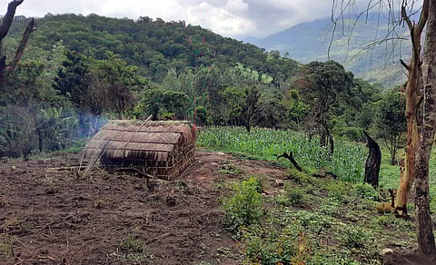 ആദിവാസികളുടെ കൃഷിയിടം/ ഫോട്ടോ: ഫോട്ടോ - എസ്. രാമചന്ദ്രന്
