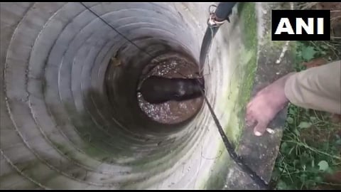 ആനക്കുട്ടി നൂറടി താഴ്ചയുള്ള കിണറ്റില് വീണു; രക്ഷാപ്രവര്ത്തനം