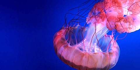 പ്രതീകാത്മക ചിത്രം