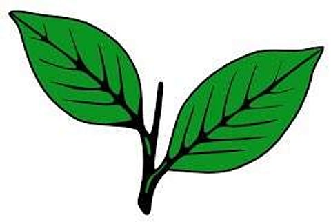 'രണ്ടില' ജോസ് കെ മാണിക്ക് തന്നെ ; ഇടക്കാല സ്റ്റേ ഇല്ല ; ജോസഫിന്റെ അപ്പീലില് വിശദവാദം പിന്നീട്