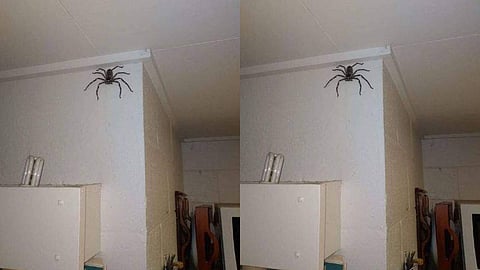 പട്ടിയും പൂച്ചയുമല്ല ഈ യുവാവിന്റെ 'ഓമന'!, ഭീതിപ്പെടുത്തുന്ന ചിലന്തി