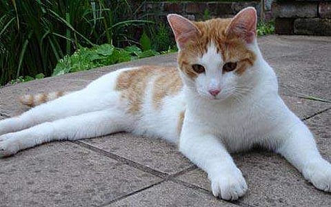 പ്രതീകാത്മക ചിത്രം