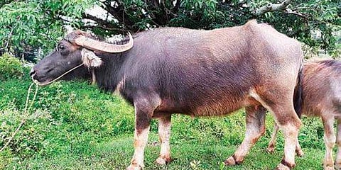 പ്രതീകാത്മക ചിത്രം