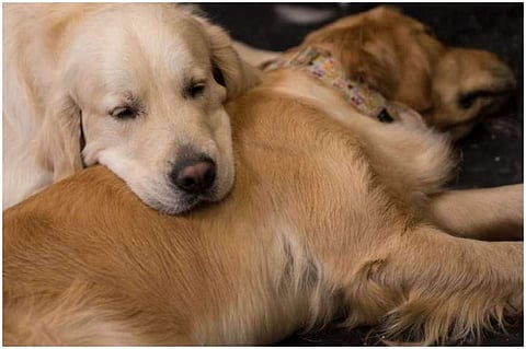 വളര്ത്തുനായ്ക്കള്ക്ക് രജിസ്ട്രേഷന് നിര്ബന്ധം; തിരിച്ചറിയല് കാര്ഡ്; 500 രൂപ വാര്ഷിക ഫീസ്; നിയമം കര്ക്കശമാക്കി അധികൃതര്