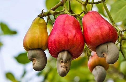 വേനലില് കുളിരേകാന് കശുമാങ്ങ സോഡാ