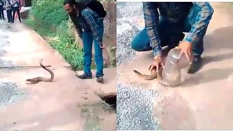 പത്തിവിടര്ത്തി 'ശൗര്യത്തോടെ' മൂര്ഖന്, വിദഗ്ധമായി 'കുപ്പിയിലാക്കി' യുവാവ്, വീഡിയോ വൈറല്