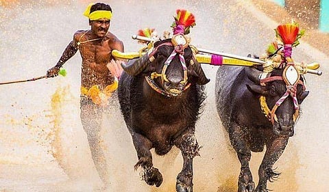 ഇന്ത്യയുടെ 'ഉസൈന് ബോള്ട്ട്' ട്രയൽസിനില്ല; താത്പര്യം 'കമ്പള' മത്സരത്തിനെന്ന് ശ്രീനിവാസ ഗൗഡ