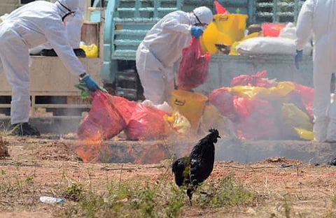 കോഴിക്കോട് പക്ഷിപ്പനി ബാധിത പ്രദേശങ്ങളില് ആരോഗ്യ പ്രവര്ത്തകര് പക്ഷികളെ കൊന്നൊടുക്കുന്നു/മനു ആര് മാവേലില്