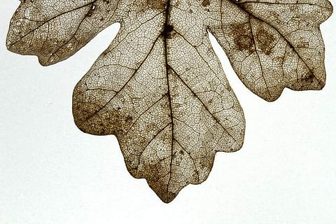 'കേട്ടു പതിഞ്ഞ ശബ്ദത്തില്'- അസീം താന്നിമൂട് എഴുതിയ കവിത