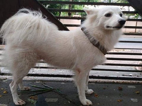 മനുഷ്യനില് നിന്ന് മൃഗങ്ങളിലേക്കും കൊറോണ; ആദ്യകേസ് സ്ഥിരീകരിച്ചു; ആശങ്ക